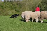 BORDER COLLIE - MOUTONS 112